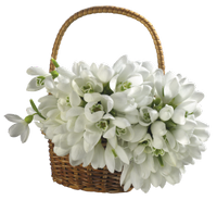 a basket with snowdrops 